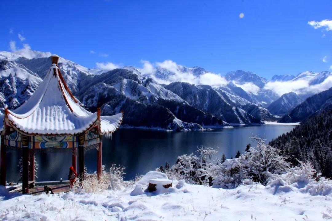 有趣的动物拼图